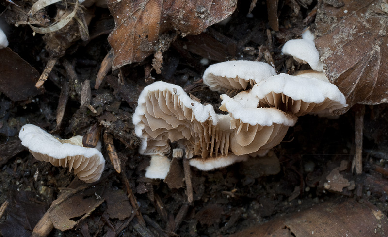 Crepidotus versutus